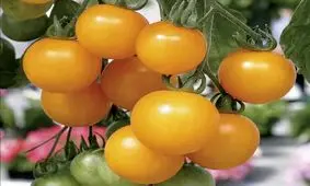 وقتی گوجه‌فرنگی برای اروپایی‌ها شیطانی و ترسناک بود