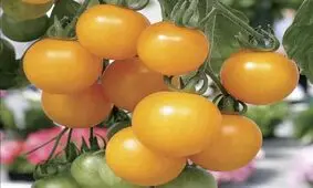 وقتی گوجه‌فرنگی برای اروپایی‌ها شیطانی و ترسناک بود