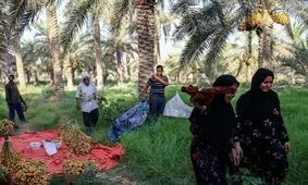 بیش‌از ٨٠ درصد خرمای نخلستان‌های دلگان برداشت شد