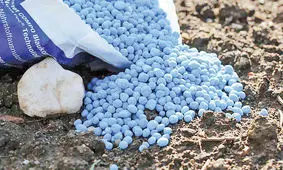 گرانی کود شیمیایی، کشاورزان را ناامید کرده است