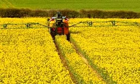 وجود بیماری لکه سیاه در مزارع کلزای قیر و کارزین تائید شد