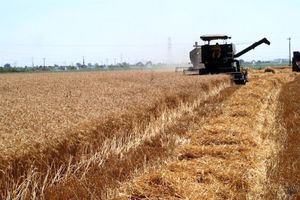 خرید تضمینی ۲۳۰ هزار تن گندم توسط شبکه تعاون روستایی در استان همدان