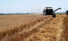 خرید تضمینی ۲۳۰ هزار تن گندم توسط شبکه تعاون روستایی در استان همدان