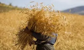 مطالبات گندم‌کاران کرمانشاهی به طور کامل پرداخت شد