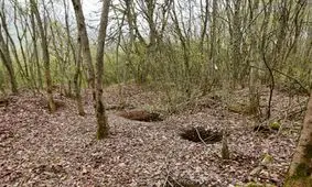 کاسبی قاچاقچیان جنگل با خاک