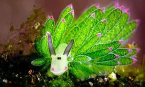 «گوسفند برگی» حیوانی با توانایی فتوسنتز / ویدئو