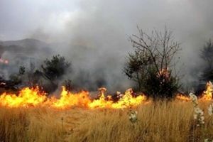 مهار آتش جنگل در جزیره آشوراده