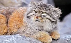 گربه پالاس، گونه‌ای نادر از گربه سانان ایرانی را بشناسید