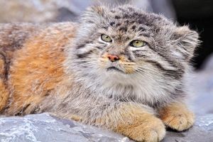 گربه پالاس، گونه‌ای نادر از گربه سانان ایرانی را بشناسید
