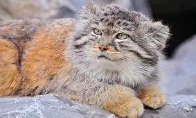 گربه پالاس، گونه‌ای نادر از گربه سانان ایرانی را بشناسید