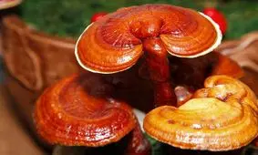 توسعه پرورش قارچ گانودرما در خراسان‌رضوی نیازمند رونق بازار مصرف