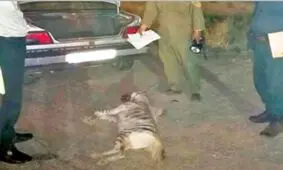 دستگیری شکارچی تحت‌تعقیب و کشف لاشه کفتار در مشهد