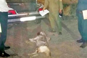 دستگیری شکارچی تحت‌تعقیب و کشف لاشه کفتار در مشهد