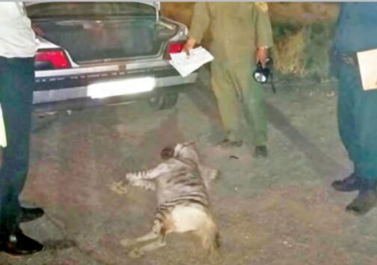 دستگیری شکارچی تحت‌تعقیب و کشف لاشه کفتار در مشهد