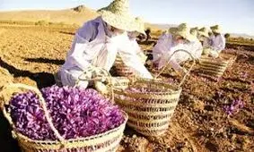 پرداخت ۱۰۰ درصدی مطالبات زعفران‌کاران در تایباد و باخرز