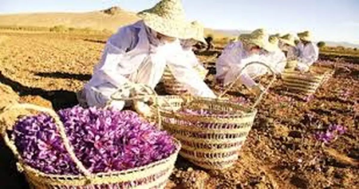 پرداخت ۱۰۰ درصدی مطالبات زعفران‌کاران در تایباد و باخرز