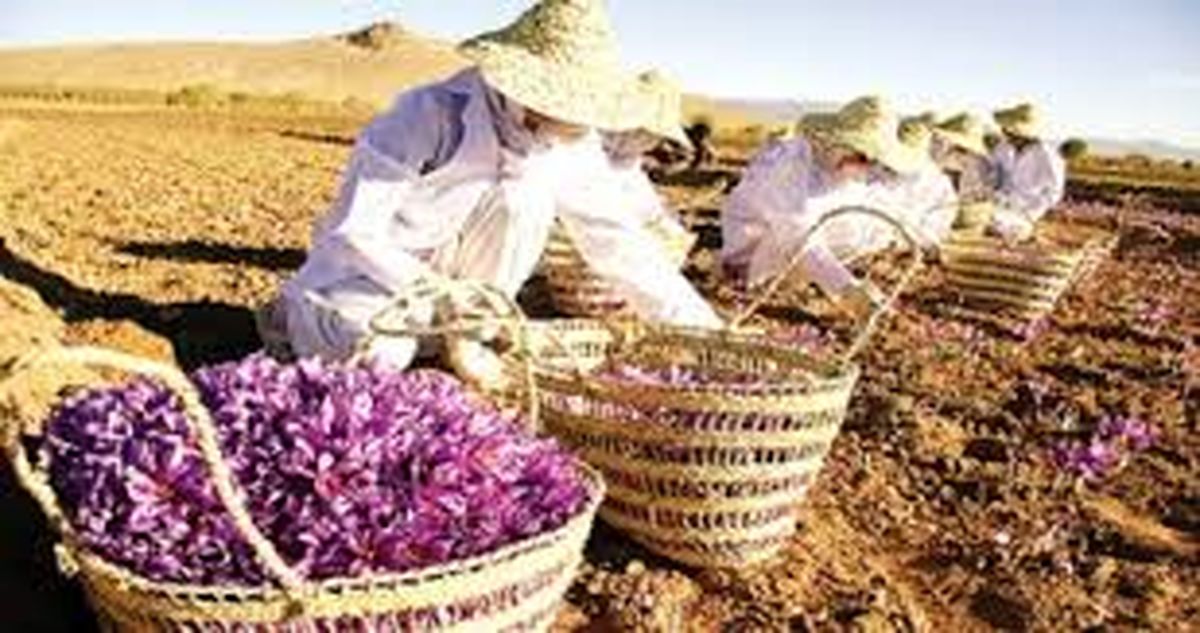 پرداخت ۱۰۰ درصدی مطالبات زعفرانکاران در تایباد و باخرز