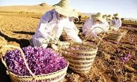 پرداخت ۱۰۰ درصدی مطالبات زعفران‌کاران در تایباد و باخرز