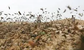 مبارزه با ملخ آسیایی در سطح افزون‌بر یکهزار هکتار از مراتع هیرمند انجام شد