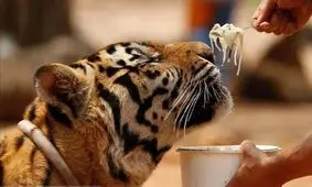 خانه ببر‌ها در تایلند / عکس