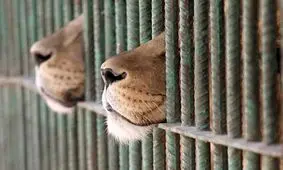 بازگشایی باغ وحش ارم از فردا