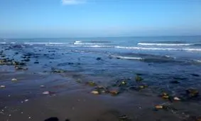 فاضلاب و باکتری‌های روده‌ای که در آب خزر شنا می‌کنند