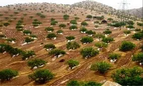 شتاب کشاورزی اقتصادی لرستان در اراضی شیب‌دار