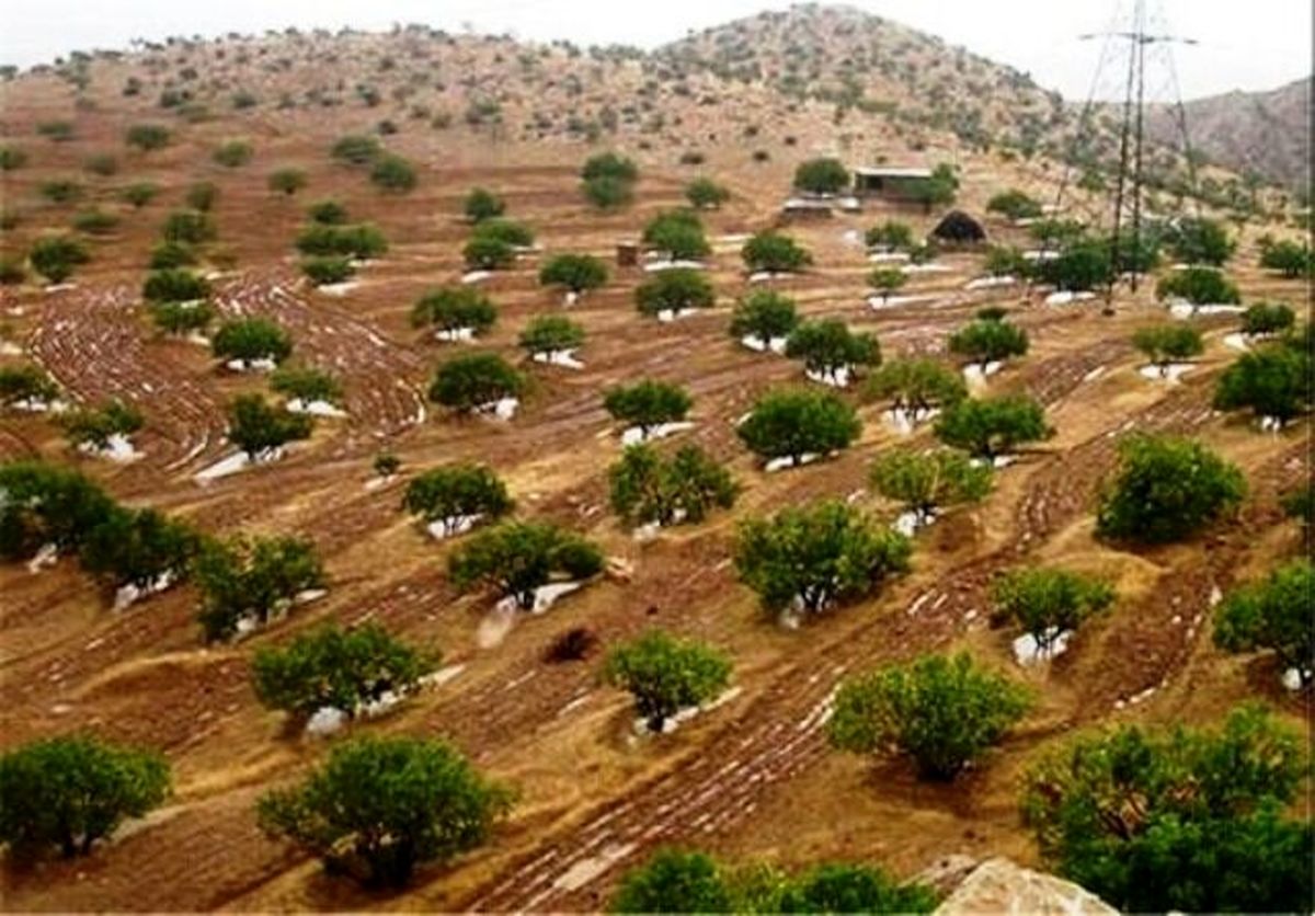 شتاب کشاورزی اقتصادی لرستان در اراضی شیبدار