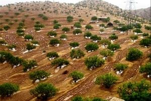 شتاب کشاورزی اقتصادی لرستان در اراضی شیب‌دار
