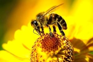 درمان كرونا با سم زنبورعسل؛ خطر جدی برای مبتلایان به آسم