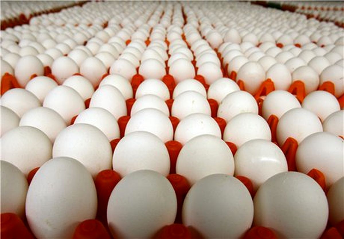 افزایش ۴۸ درصدی قیمت تخم مرغ