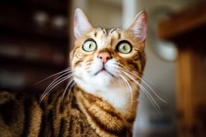چرا گربه ها یکباره به نقطه نامعلومی خیره می‌شوند؟