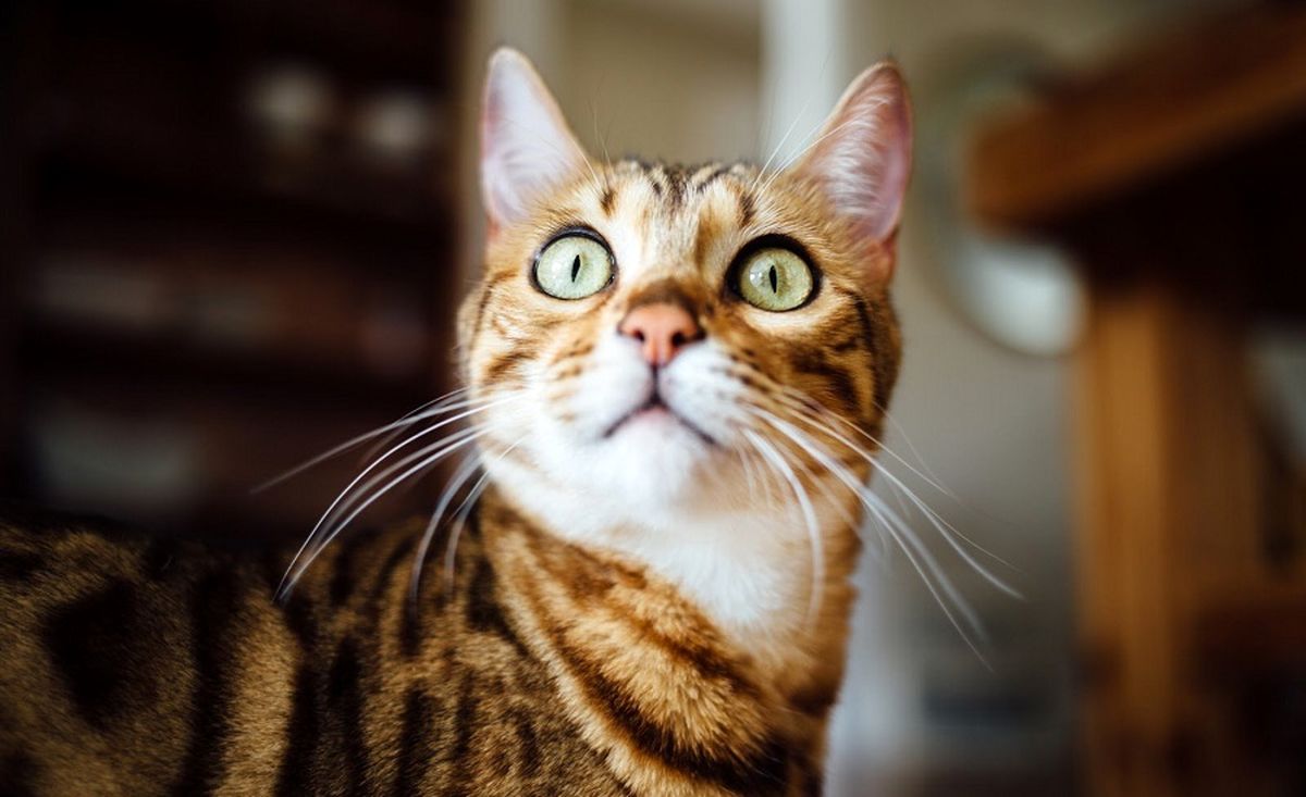 چرا گربه ها یکباره به نقطه نامعلومی خیره می‌شوند؟