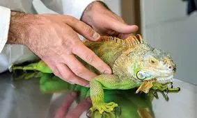 یکی از عجیب ترین خزنده‌های‌ دنیا را بشناسید