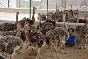 ظرفیت پرورش شتر مرغ در استان مرکزی به ۳۸ هزار و ۵۰۰ قطعه افزایش یافت