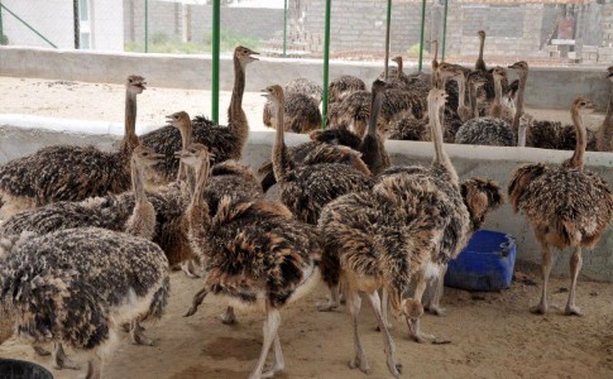 ظرفیت پرورش شتر مرغ در استان مرکزی به ۳۸ هزار و ۵۰۰ قطعه افزایش یافت
