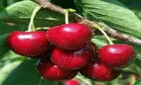 آغاز برداشت گیلاس در گیلان
