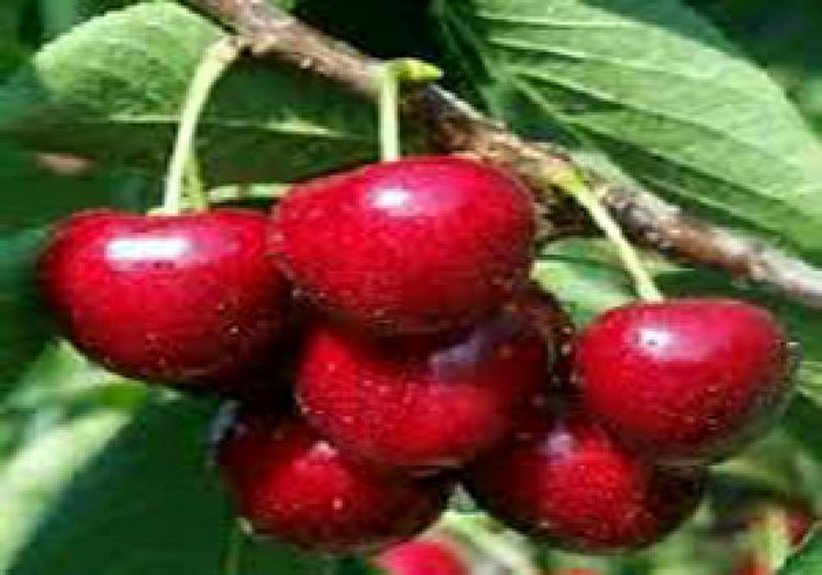آغاز برداشت گیلاس در گیلان