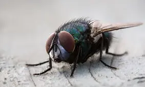 انفجار خانه به خاطر کُشتن مگس