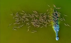 افتخار پدرانه یک تمساح!/ عکس