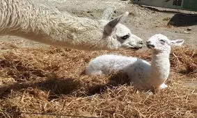 پادتن شترسانان عفونت کرونا را در بدن متوقف می‌کند