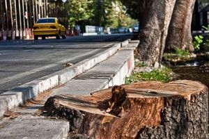 علت قطع درختان خیابان ولیعصر مشخص شد