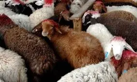 باند بزرگ قاچاق احشام در سیرجان منهدم شد