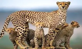 ۲۱ قلاده یوزپلنگ در استان سمنان شناسایی شد