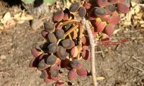 ۵۰ درصد پسته رفسنجان خسارت دید