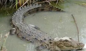 گاندو، نقمت یا نعمت