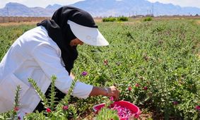 کشت گیاهان دارویی در تایباد افزایش یافت