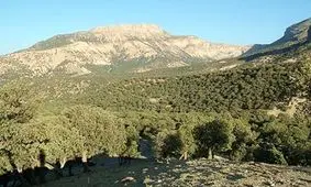 جنگل‌های چهارمحال و بختیاری چشم به راه قانون صیانت