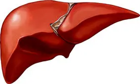 علائمی که نشان دهنده در خطر بودن کبد است