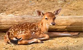 شوکا گوزن مینیاتوری ایران/ کوچک ترین گوزن ایرانی در خطر انقراض